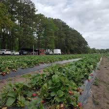 From Organic Produce to Agritourism: Discover Hilton Head Island’s Farm Scene