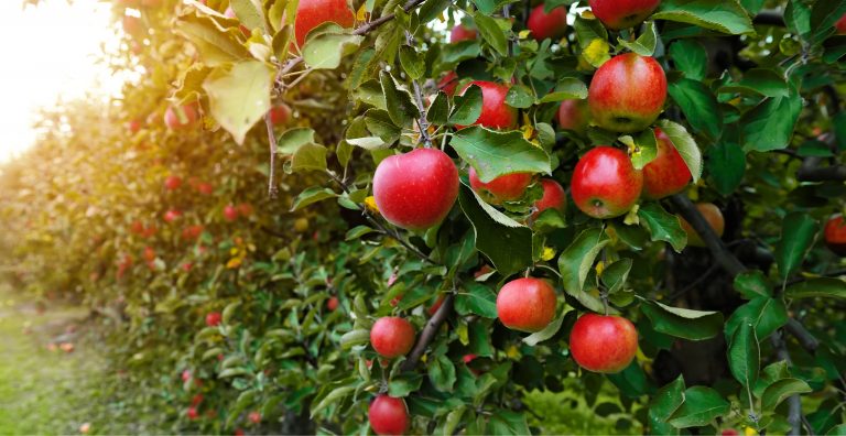 Explore Local Flavors: Apple Picking and Cider Tasting in Bluffton, SC