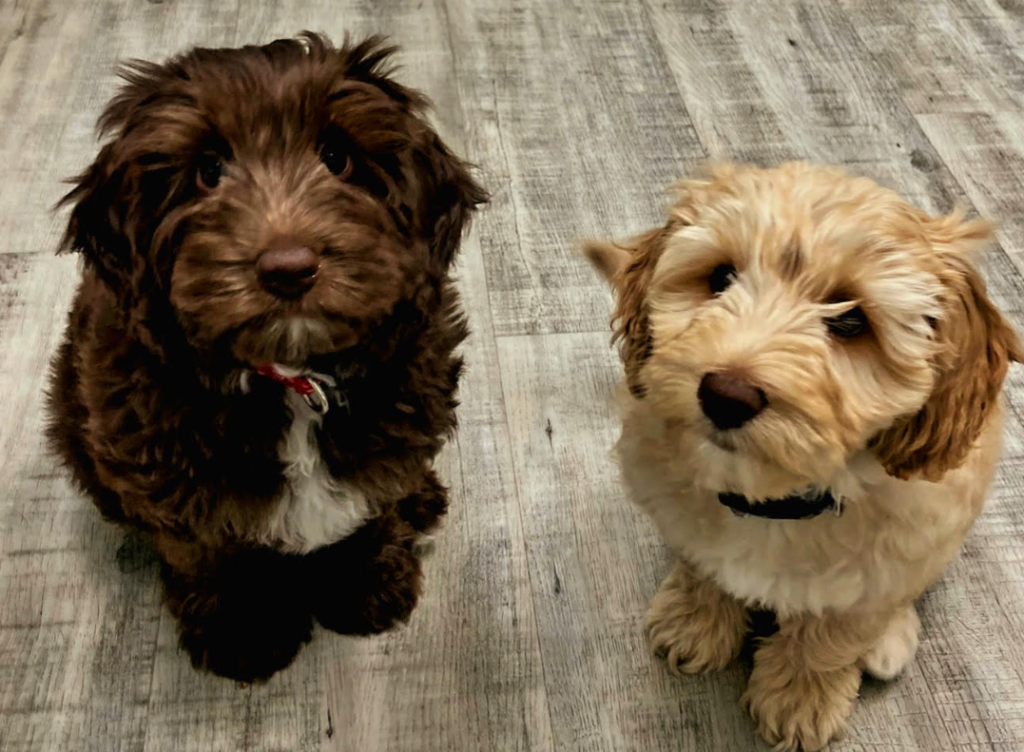 Heritage Animal Hospital in Hilton Head Island, SC